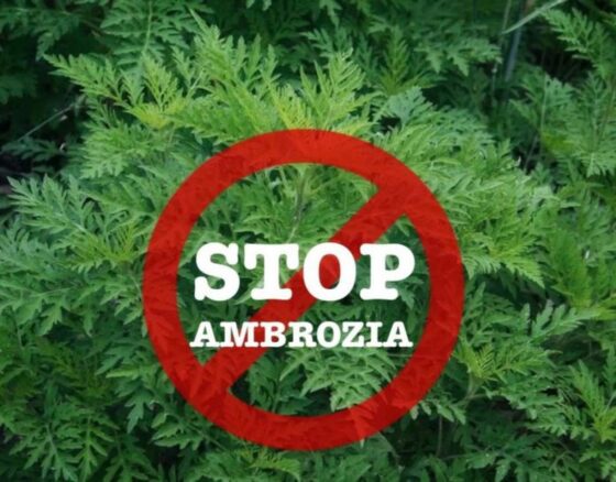 Ambrozia – pericol!